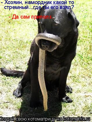 Котоматрица: - Да сам приполз. - Хозяин, намордник какой то стремный...где ты его взял?