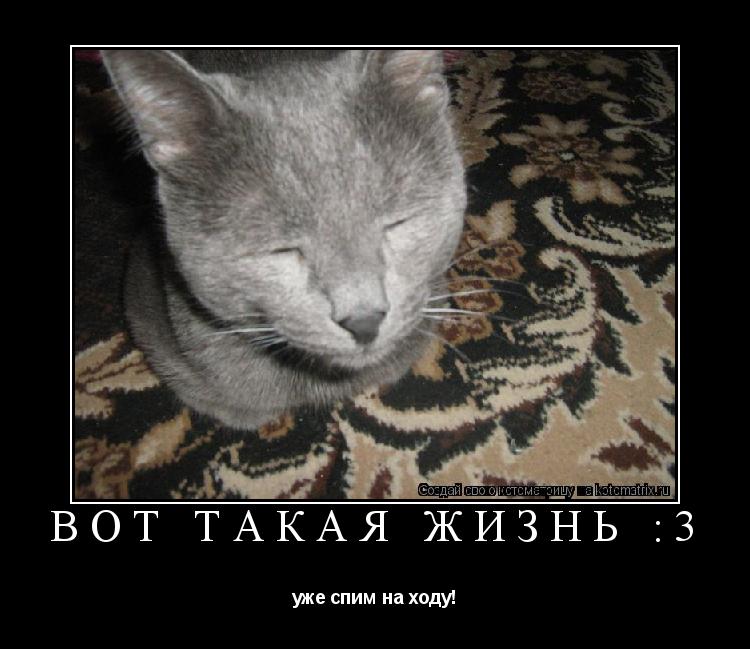 Котоматрица: вот такая жизнь :3 уже спим на ходу!