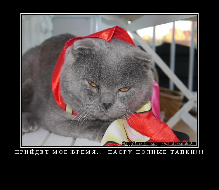 Котоматрица: Прийдет мое время... Насру полные тапки!!! 