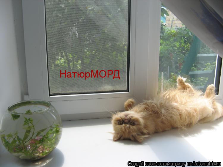 Котоматрица: НатюрМОРД