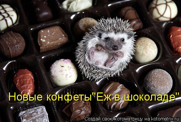 Котоматрица: Новые конфеты"Еж в шоколаде"