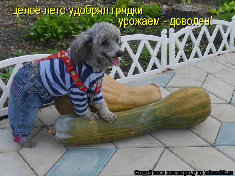 Котоматрица: целое лето удобрял грядки урожаем - доволен!