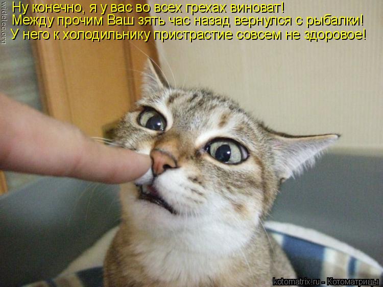 Котоматрица: Ну конечно, я у вас во всех грехах виноват! Между прочим Ваш зять час назад вернулся с рыбалки! У него к холодильнику пристрастие совсем не з