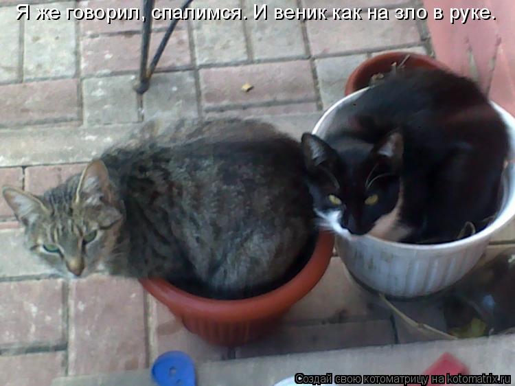 Котоматрица: Я же говорил, спалимся. И веник как на зло в руке.