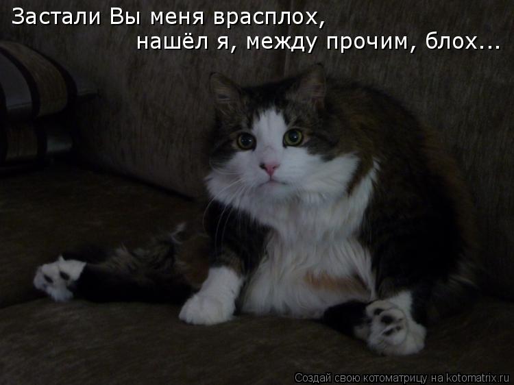 Котоматрица: Застали Вы меня врасплох, нашёл я, между прочим, блох...
