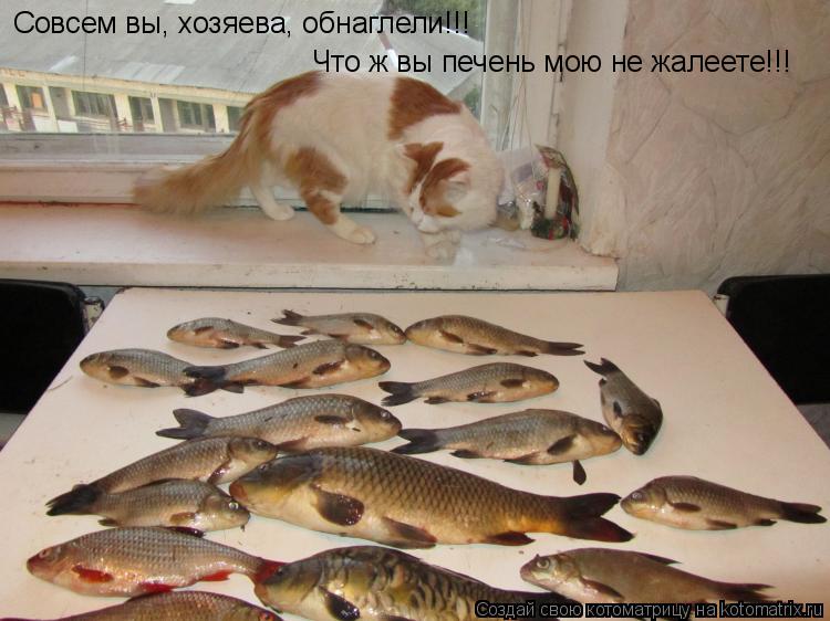 Котоматрица: Совсем вы, хозяева, обнаглели!!! Что ж вы печень мою не жалеете!!!