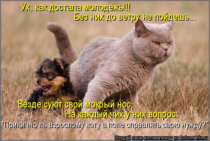 Везде суют свой мокрый нос, Без них до ветру не пойдешь... На каждый чих у них вопрос: "Прилично ль ... Котоматрица: Везде суют свой мокрый нос, Без них до ветру не пойдешь... На каждый чих у них вопрос: "Прилично ль взрослому коту в поле справлять свою нужду?