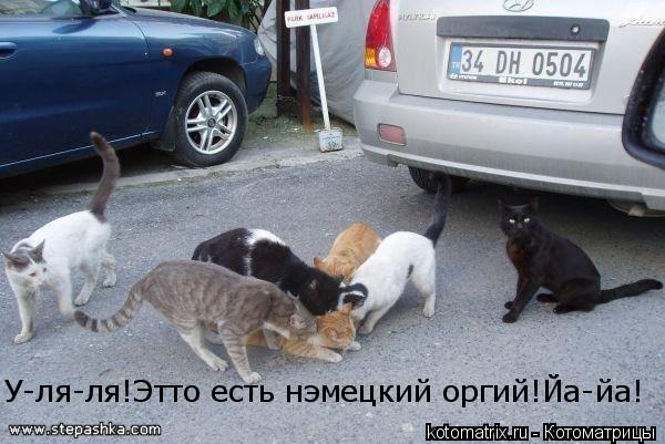 У-ля-ля!Этто есть нэмецкий оргий!Йа-йа!... Котоматрица: У-ля-ля!Этто есть нэмецкий оргий!Йа-йа!