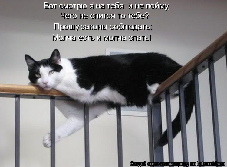 Вот смотрю я на тебя и не пойму, Чего не спится то тебе? Прошу законы соблюдать: Молча есть и молча ... Котоматрица: Вот смотрю я на тебя и не пойму, Чего не спится то тебе? Прошу законы соблюдать: Молча есть и молча спать!