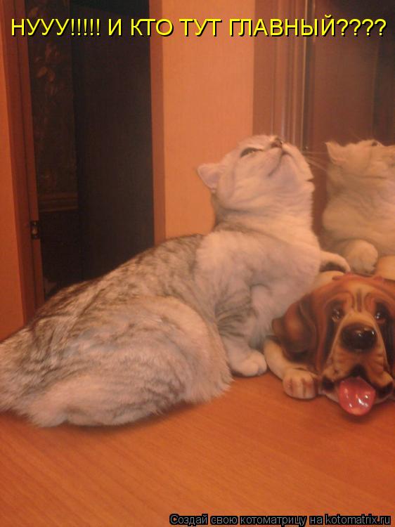НУУУ!!!!! И КТО ТУТ ГЛАВНЫЙ????... Котоматрица: НУУУ!!!!! И КТО ТУТ ГЛАВНЫЙ????