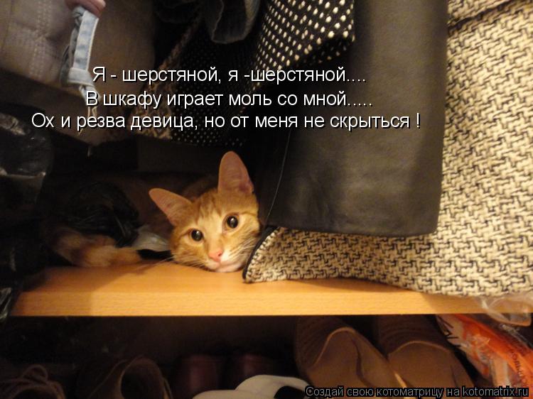 Я - шерстяной, я -шерстяной.... В шкафу играет моль со мной..... Ох и резва девица, но от меня не скр... Котоматрица: Я - шерстяной, я -шерстяной.... В шкафу играет моль со мной..... Ох и резва девица, но от меня не скрыться !