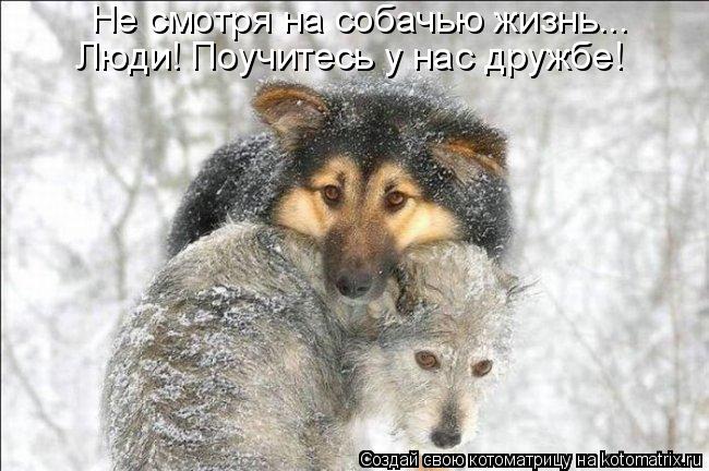 Не смотря на собачью жизнь... Люди! Поучитесь у нас дружбе!... Котоматрица: Не смотря на собачью жизнь... Люди! Поучитесь у нас дружбе!