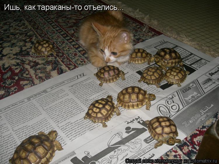 Ишь, как тараканы-то отъелись...... Котоматрица: Ишь, как тараканы-то отъелись...