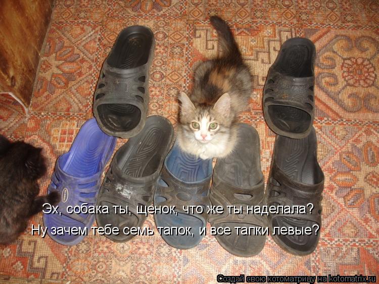 Эх, собака ты, щенок, что же ты наделала? Ну зачем тебе семь тапок, и все тапки левые?... Котоматрица: Эх, собака ты, щенок, что же ты наделала? Ну зачем тебе семь тапок, и все тапки левые?