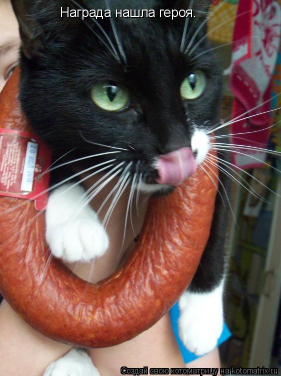 Награда нашла героя.... Котоматрица: Награда нашла героя.