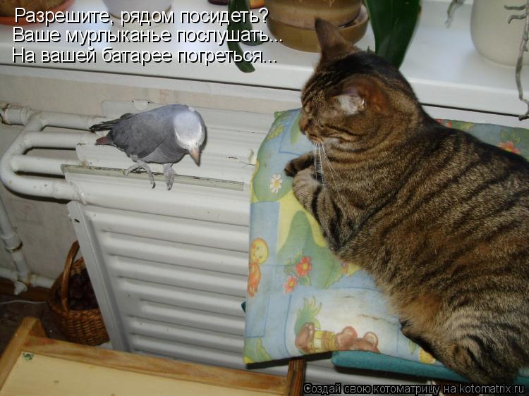 Котоматрица: Разрешите, рядом посидеть? Ваше мурлыканье послушать... На вашей батарее погреться...
