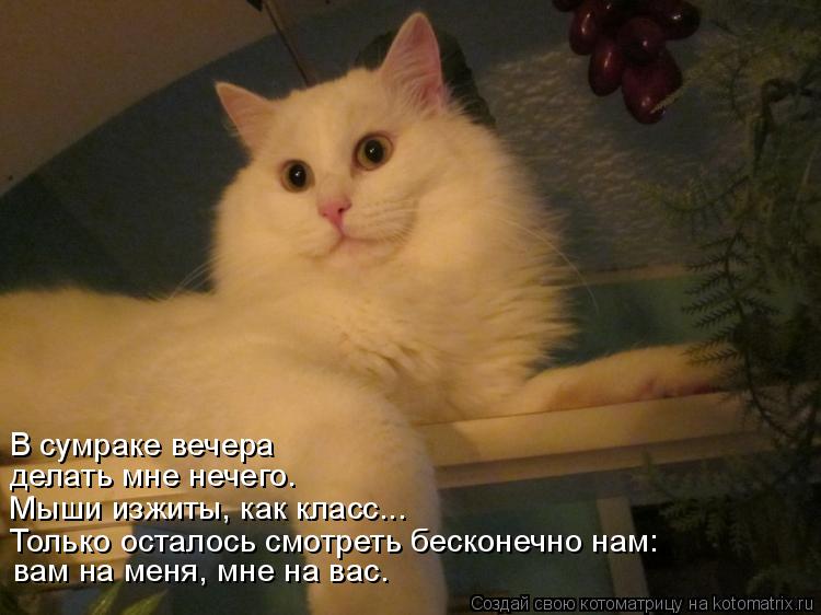 вам на меня, мне на вас. Мыши изжиты, как класс... делать мне нечего. В сумраке вечера Только осталос... Котоматрица: вам на меня, мне на вас. Мыши изжиты, как класс... делать мне нечего. В сумраке вечера Только осталось смотреть бесконечно нам: