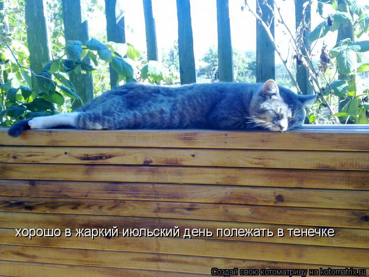 хорошо в жаркий июльский день полежать в тенечке... Котоматрица: хорошо в жаркий июльский день полежать в тенечке