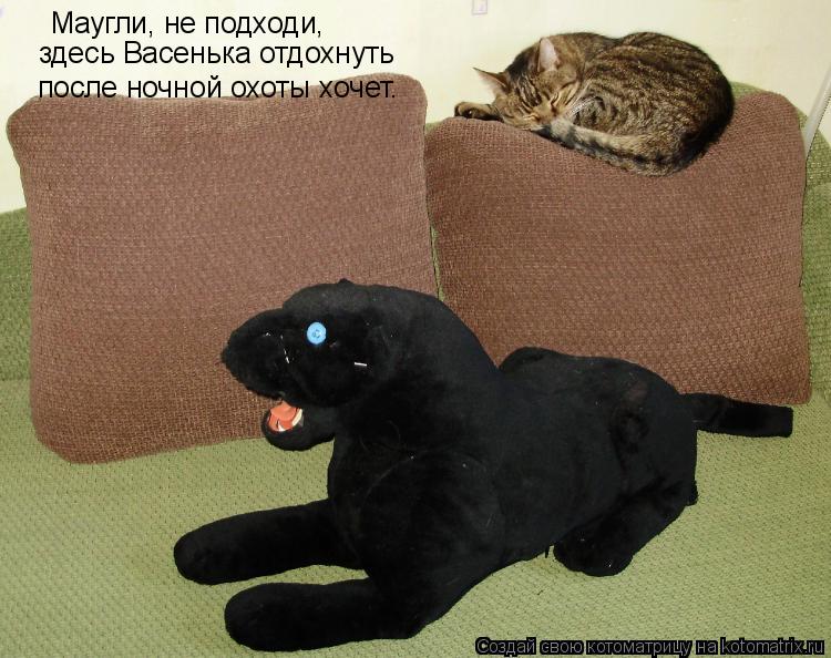 Маугли, не подходи, здесь Васенька отдохнуть после ночной охоты хочет.... Котоматрица: Маугли, не подходи, здесь Васенька отдохнуть после ночной охоты хочет.