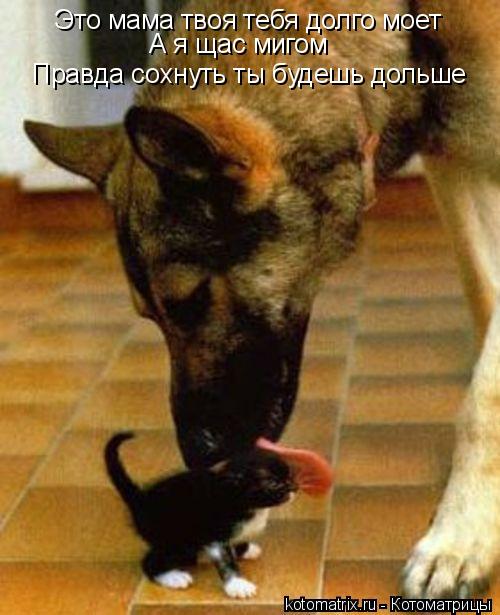 Это мама твоя тебя долго моет А я щас мигом Правда сохнуть ты будешь дольше... Котоматрица: Это мама твоя тебя долго моет А я щас мигом Правда сохнуть ты будешь дольше