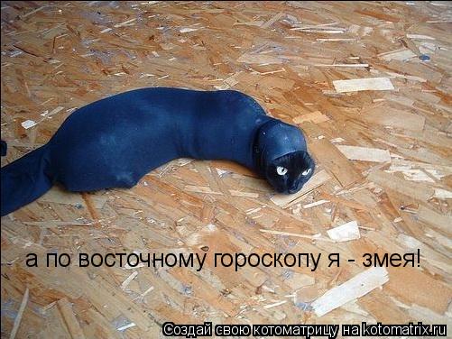 Котоматрица: а по восточному гороскопу я - змея!
