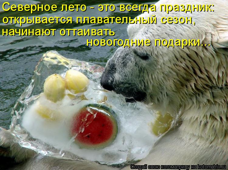 Котоматрица: Северное лето - это всегда праздник: открывается плавательный сезон, начинают оттаивать  новогодние подарки...