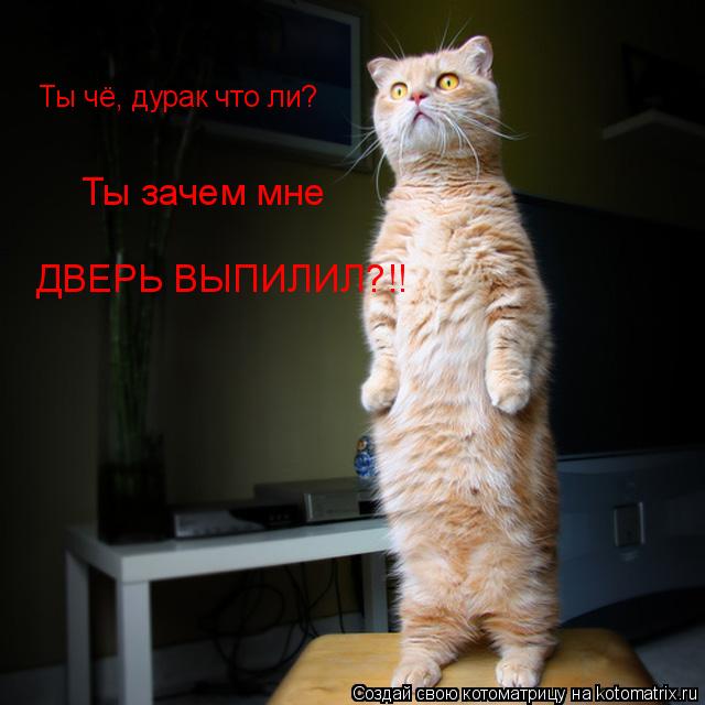 Котоматрица: Ты чё, дурак что ли? Ты зачем мне ДВЕРЬ ВЫПИЛИЛ?!!