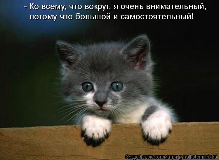 - Ко всему, что вокруг, я очень внимательный, потому что большой и самостоятельный!... Котоматрица: - Ко всему, что вокруг, я очень внимательный, потому что большой и самостоятельный!