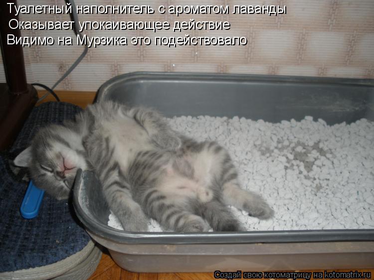 Котоматрица: Оказывает упокаивающее действие Туалетный наполнитель с ароматом лаванды Видимо на Мурзика это подействовало