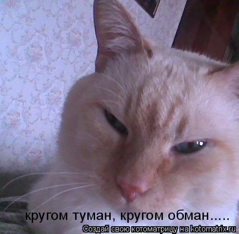 Котоматрица: кругом туман, кругом обман.....
