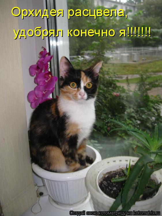 Котоматрица: Орхидея расцвела, удобрял конечно я!!!!!!!