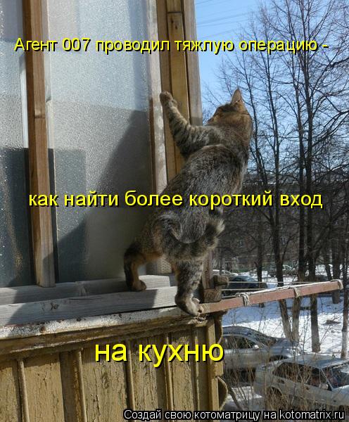 Котоматрица: Агент 007 проводил тяжлую операцию -  как найти более короткий вход на кухню