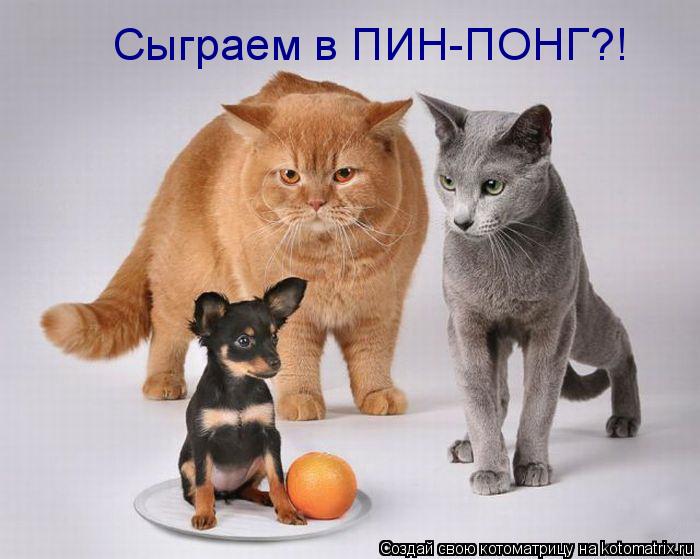 Котоматрица: Сыграем в ПИН-ПОНГ?!