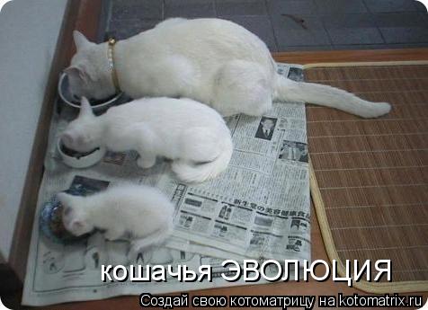 Котоматрица: кошачья ЭВОЛЮЦИЯ