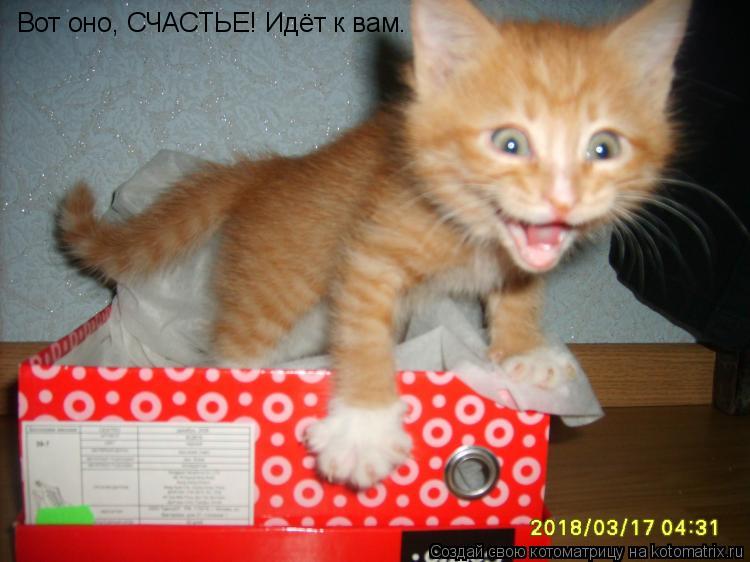 Котоматрица: Вот оно, СЧАСТЬЕ! Идёт к вам.