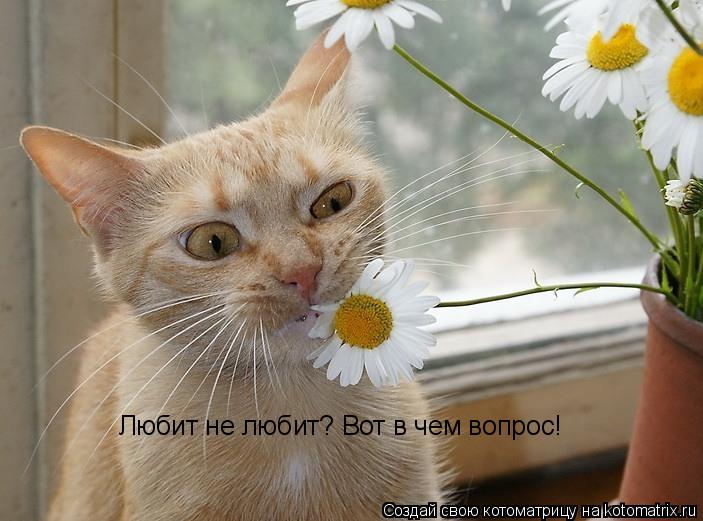 Котоматрица: Любит не любит? Вот в чем вопрос!