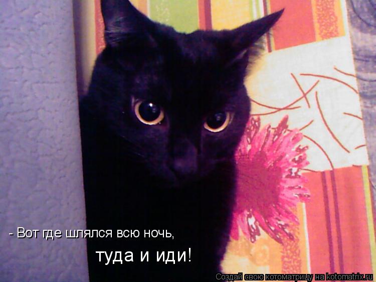 Котоматрица: - Вот где шлялся всю ночь, туда и иди!
