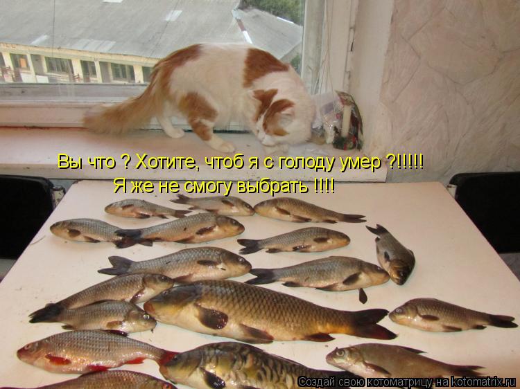 Котоматрица: Вы что ? Хотите, чтоб я с голоду умер ?!!!!! Я же не смогу выбрать !!!!