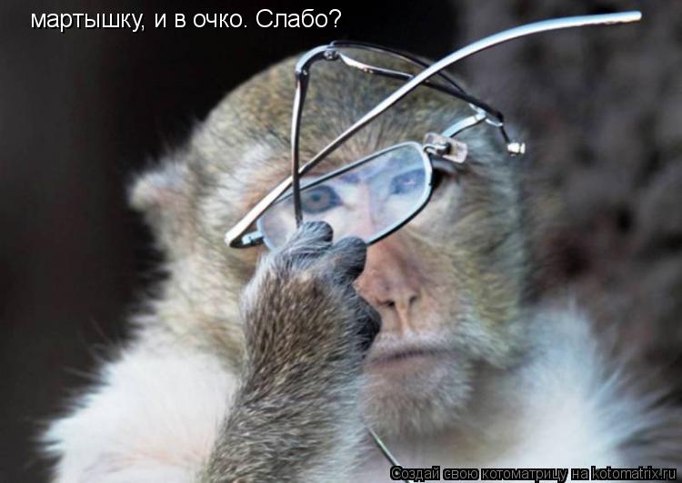 Котоматрица: мартышку, и в очко. Слабо?