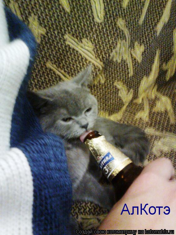 Котоматрица: АлКотэ