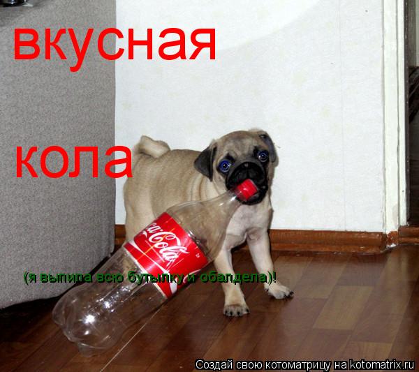 Котоматрица: вкусная кола (я выпила всю бутылку и обалдела)!