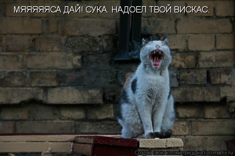Котоматрица: МЯЯЯЯЯСА ДАЙ! СУКА. НАДОЕЛ ТВОЙ ВИСКАС.