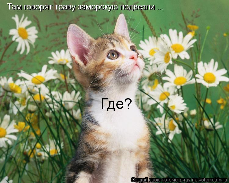 Котоматрица: Там говорят траву заморскую подвезли ... Где?