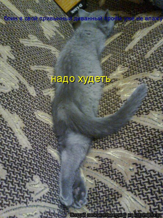 Котоматрица: блин в свой привычный диванный проём уже не влажу надо худеть