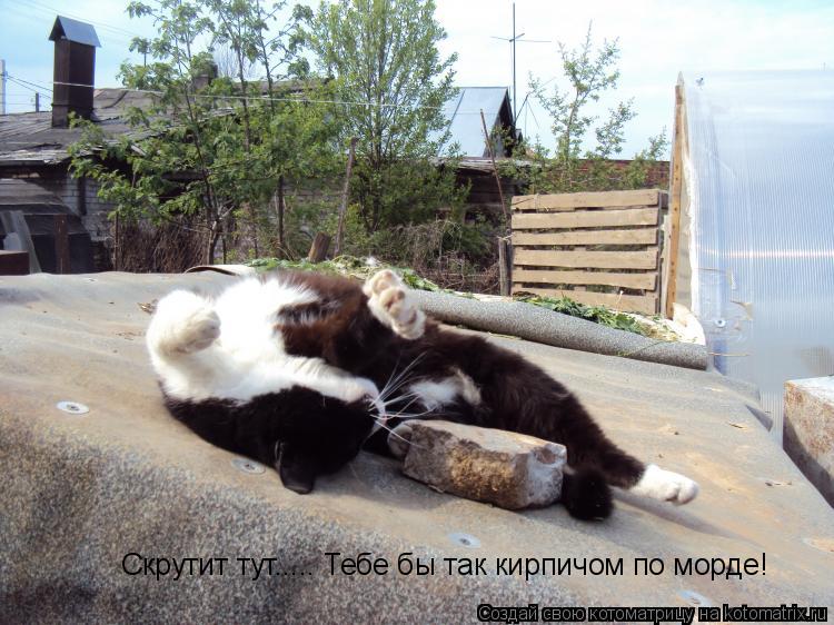 Котоматрица: Скрутит тут..... Тебе бы так кирпичом по морде!