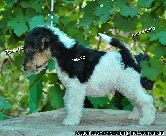 Котоматрица: Помыто непомыто чисто