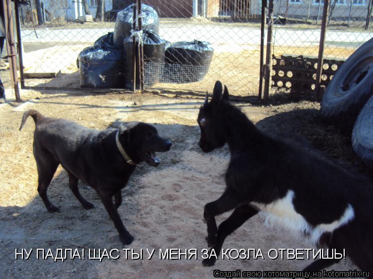 Котоматрица: НУ ПАДЛА! ЩАС ТЫ У МЕНЯ ЗА КОЗЛА ОТВЕТИШЬ!