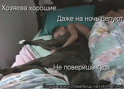 Котоматрица: Хозяева хорошие...  Даже на ночь целуют Не поверишь куда...