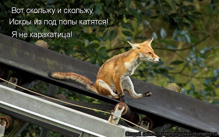 Котоматрица: Вот скольжу и скольжу, Искры из под попы катятся! Я не каракатица!