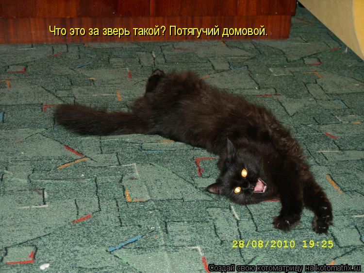 Котоматрица: Что это за зверь такой? Потягучий домовой.